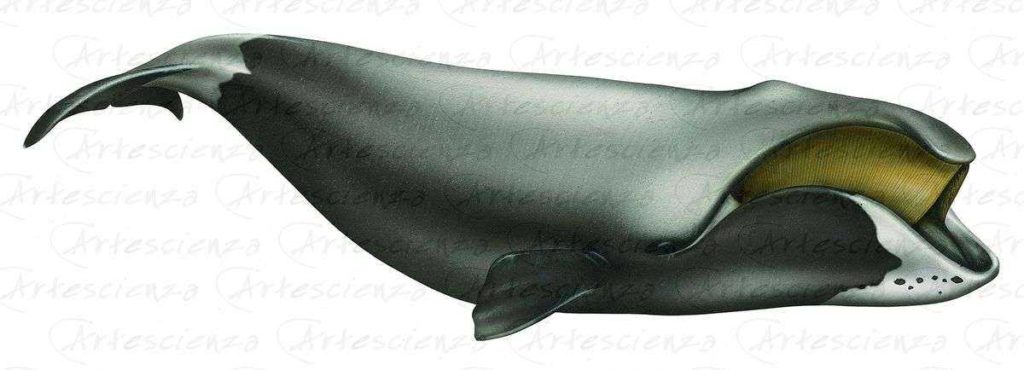 Artescienza: Tavole naturalistiche realizzate sia a scopi scientifici