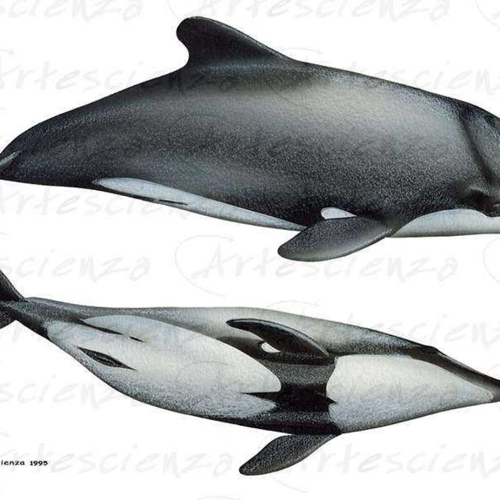 Artescienza: Tavole naturalistiche realizzate sia a scopi scientifici