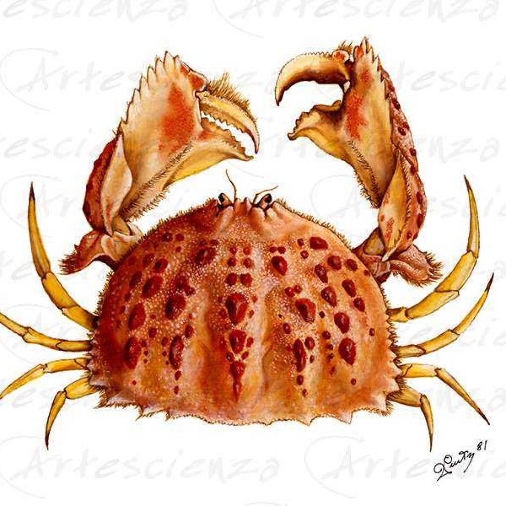 Crostacei - Artescienza
