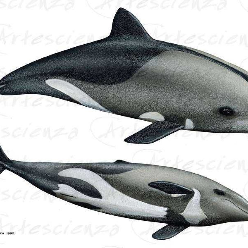 Artescienza: Tavole naturalistiche realizzate sia a scopi scientifici