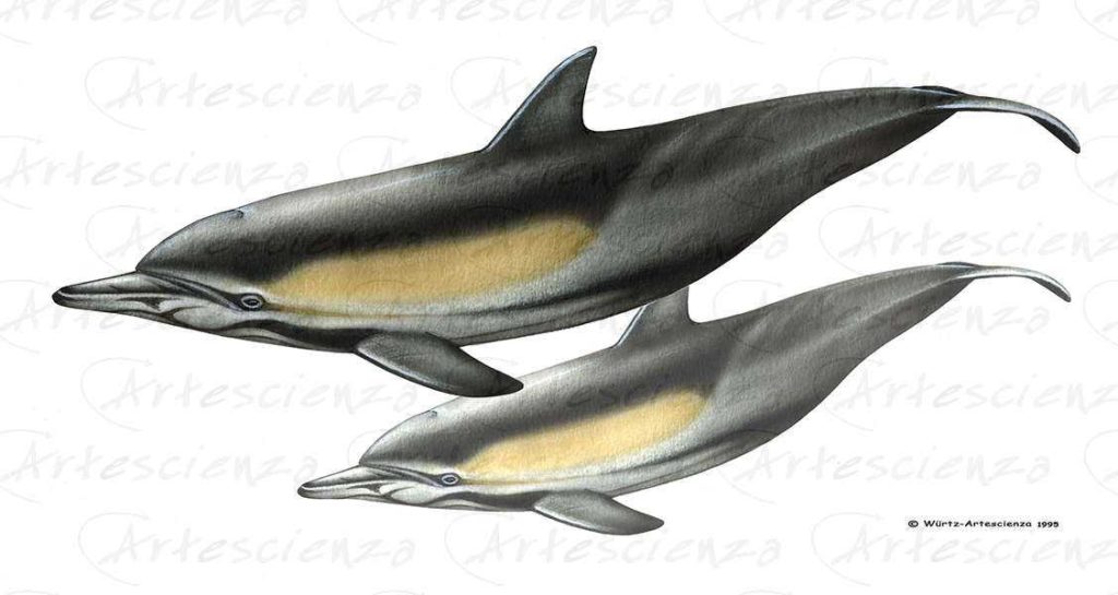 Artescienza: Tavole naturalistiche realizzate sia a scopi scientifici