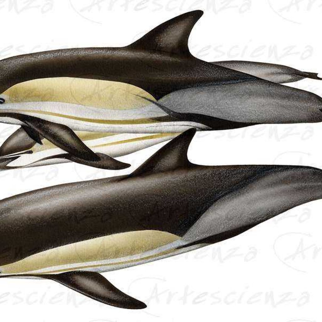 Artescienza: Tavole naturalistiche realizzate sia a scopi scientifici