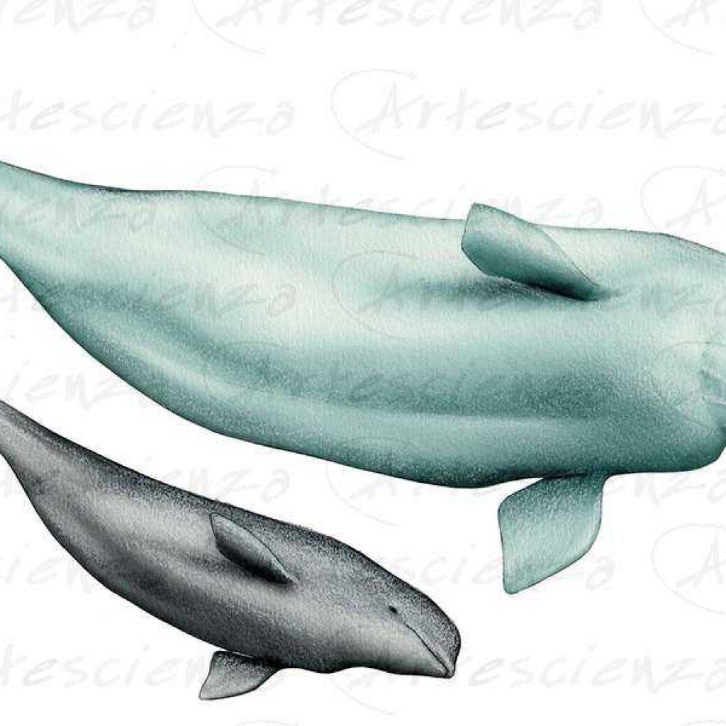 Artescienza: Tavole naturalistiche realizzate sia a scopi scientifici