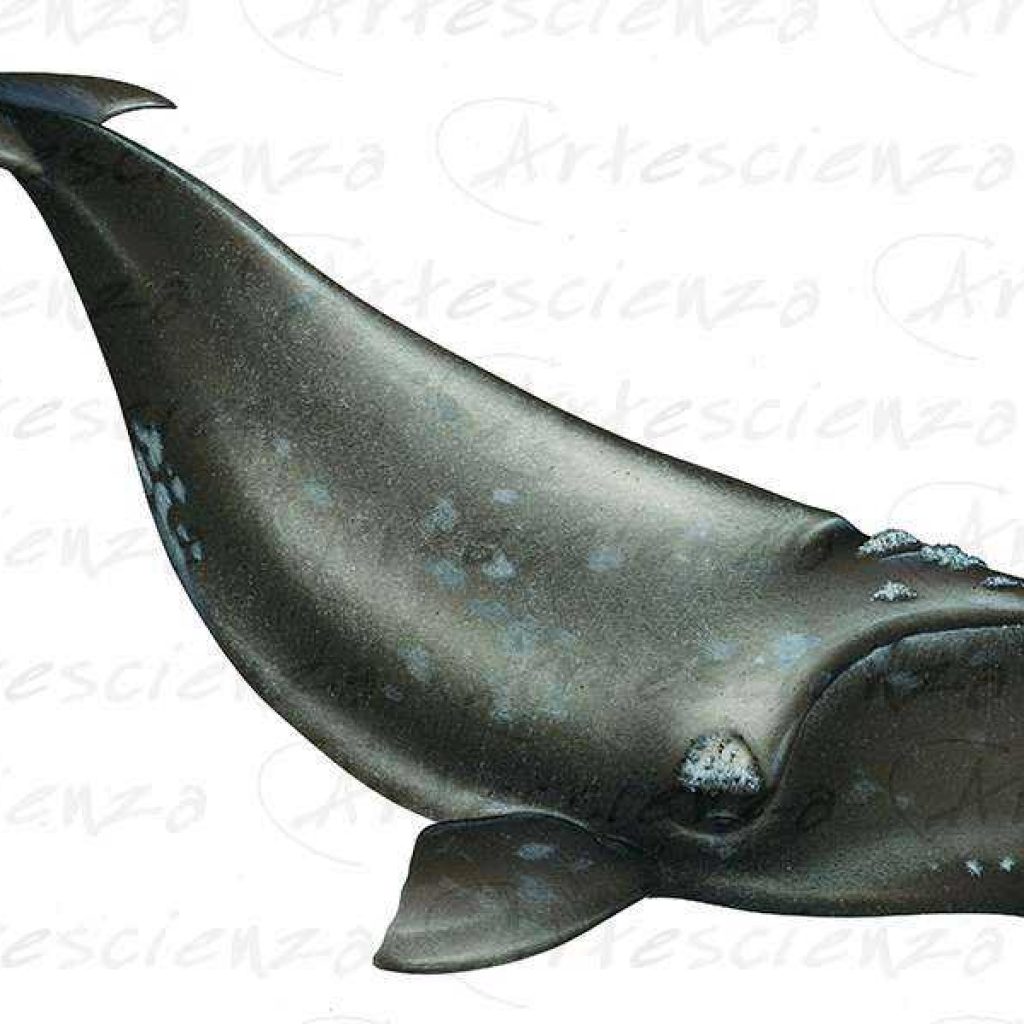 Artescienza: Tavole naturalistiche realizzate sia a scopi scientifici