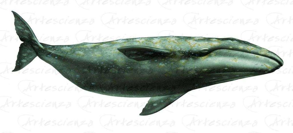 Artescienza: Tavole naturalistiche realizzate sia a scopi scientifici