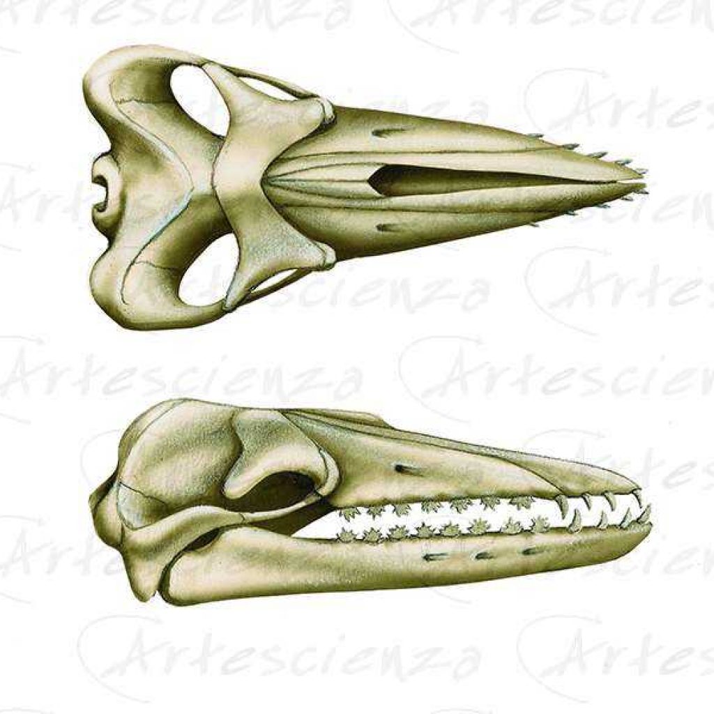 Artescienza: Tavole naturalistiche realizzate sia a scopi scientifici