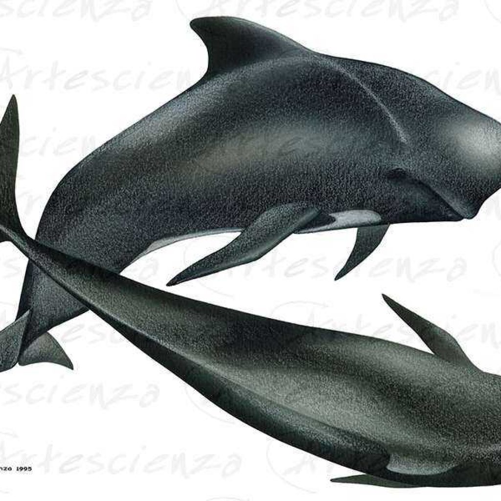 Artescienza: Tavole naturalistiche realizzate sia a scopi scientifici