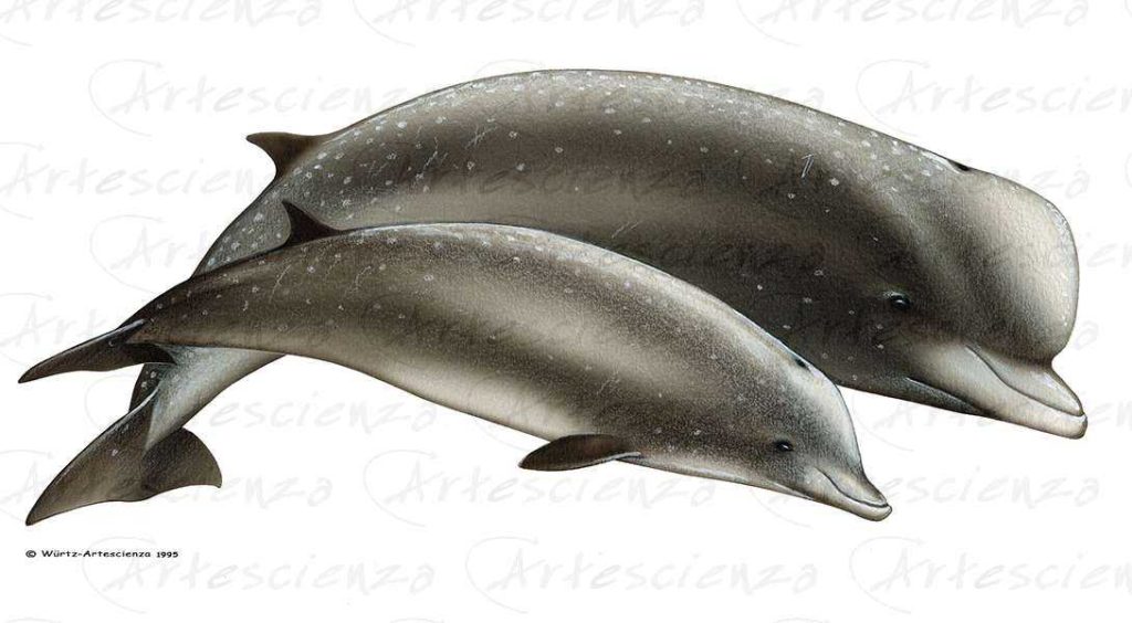 Artescienza: Tavole naturalistiche realizzate sia a scopi scientifici