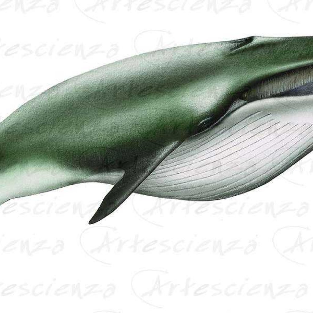 Artescienza: Tavole naturalistiche realizzate sia a scopi scientifici