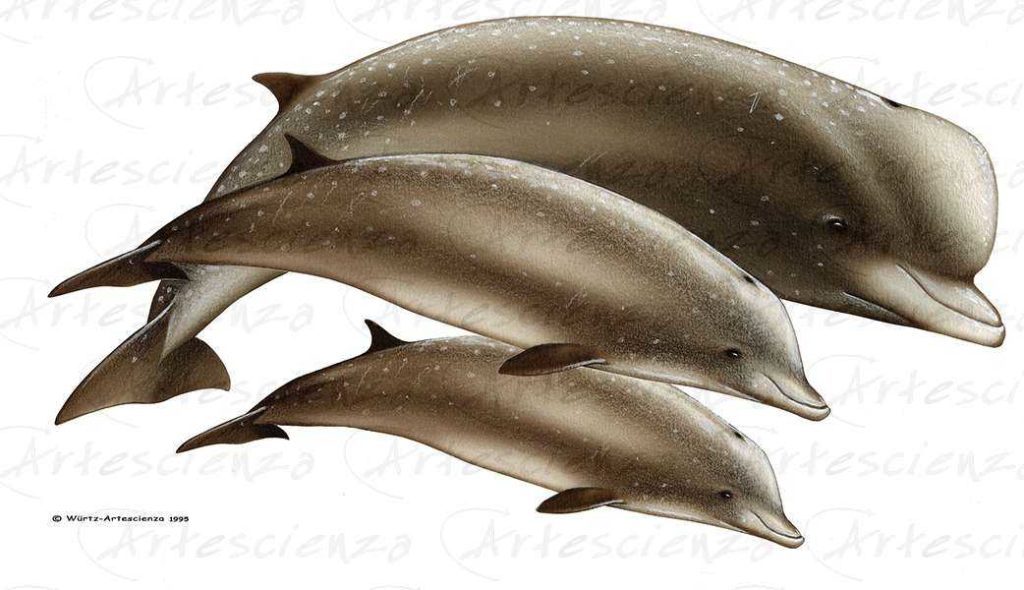 Artescienza: Tavole naturalistiche realizzate sia a scopi scientifici