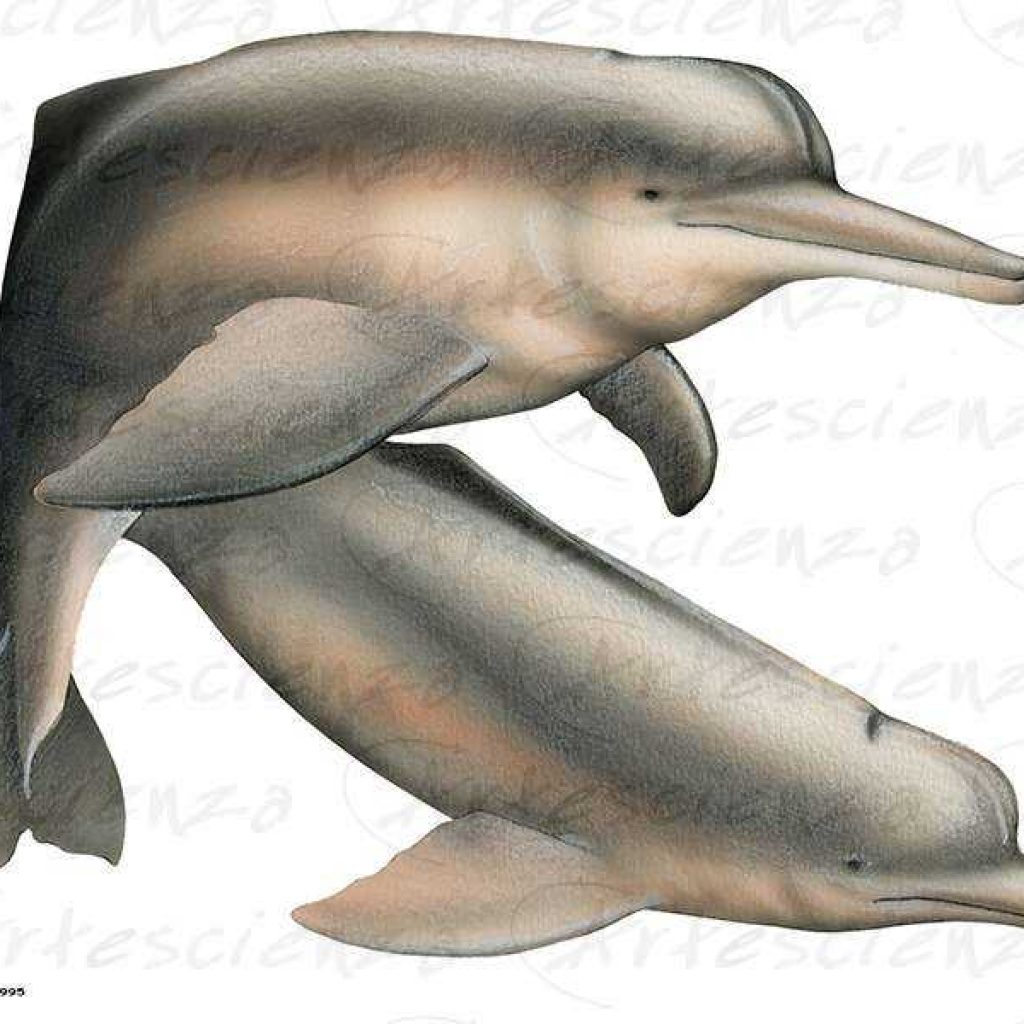 Artescienza: Tavole naturalistiche realizzate sia a scopi scientifici che artistici. Illustrazioni per testi e libri divulgativi