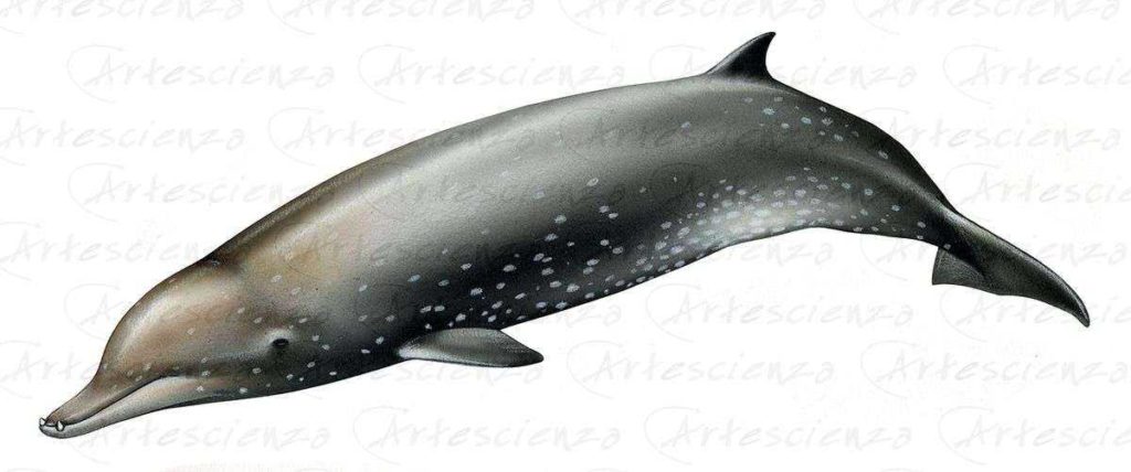 Artescienza: Tavole naturalistiche realizzate sia a scopi scientifici