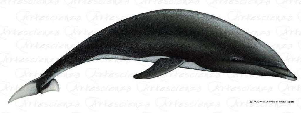 Artescienza: Tavole naturalistiche realizzate sia a scopi scientifici