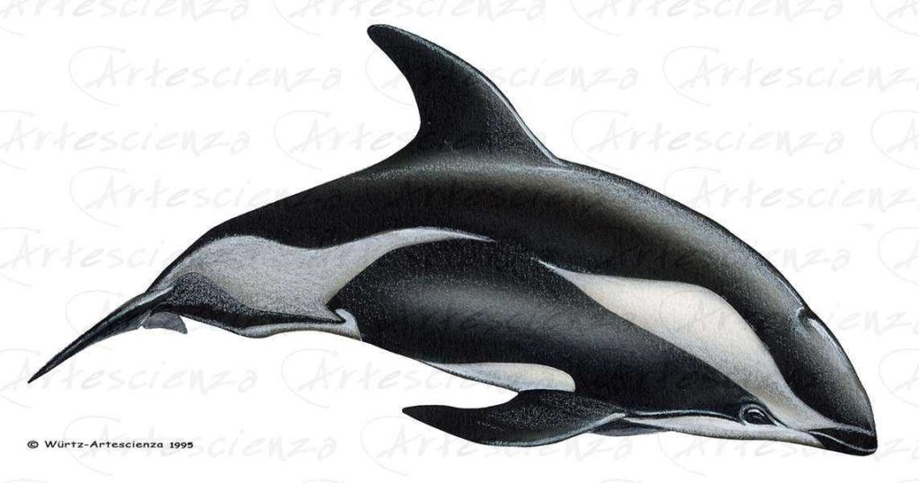 Artescienza: Tavole naturalistiche realizzate sia a scopi scientifici