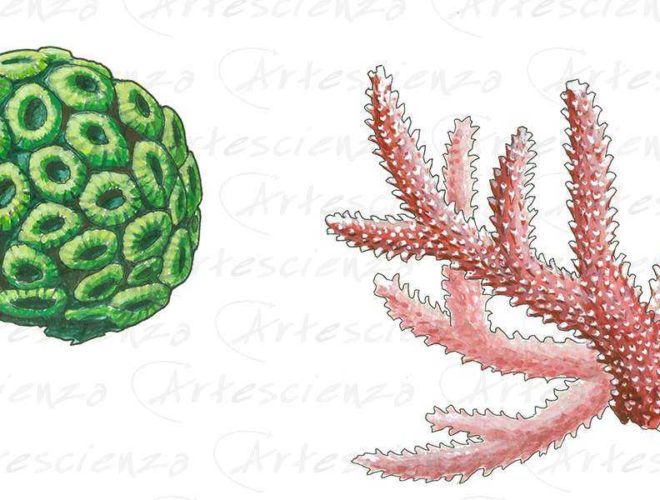 Artescienza: Tavole naturalistiche realizzate sia a scopi scientifici