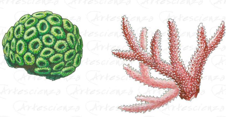 Artescienza: Tavole naturalistiche realizzate sia a scopi scientifici