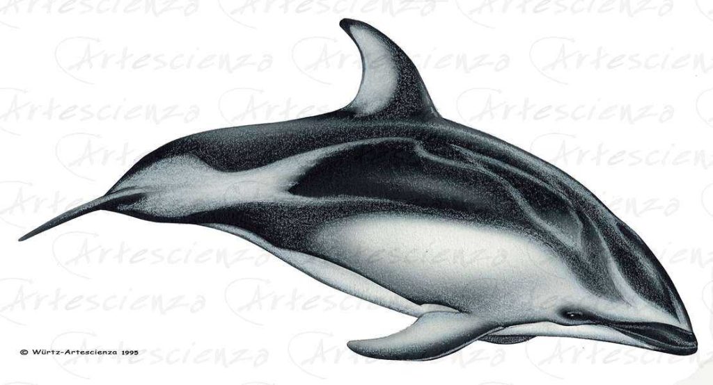 Artescienza: Tavole naturalistiche realizzate sia a scopi scientifici