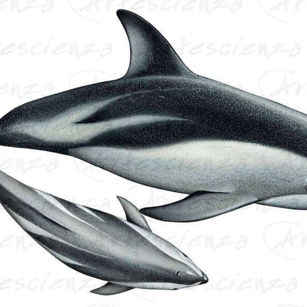 Artescienza: Tavole naturalistiche realizzate sia a scopi scientifici