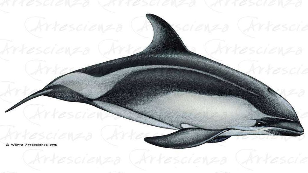 Artescienza: Tavole naturalistiche realizzate sia a scopi scientifici