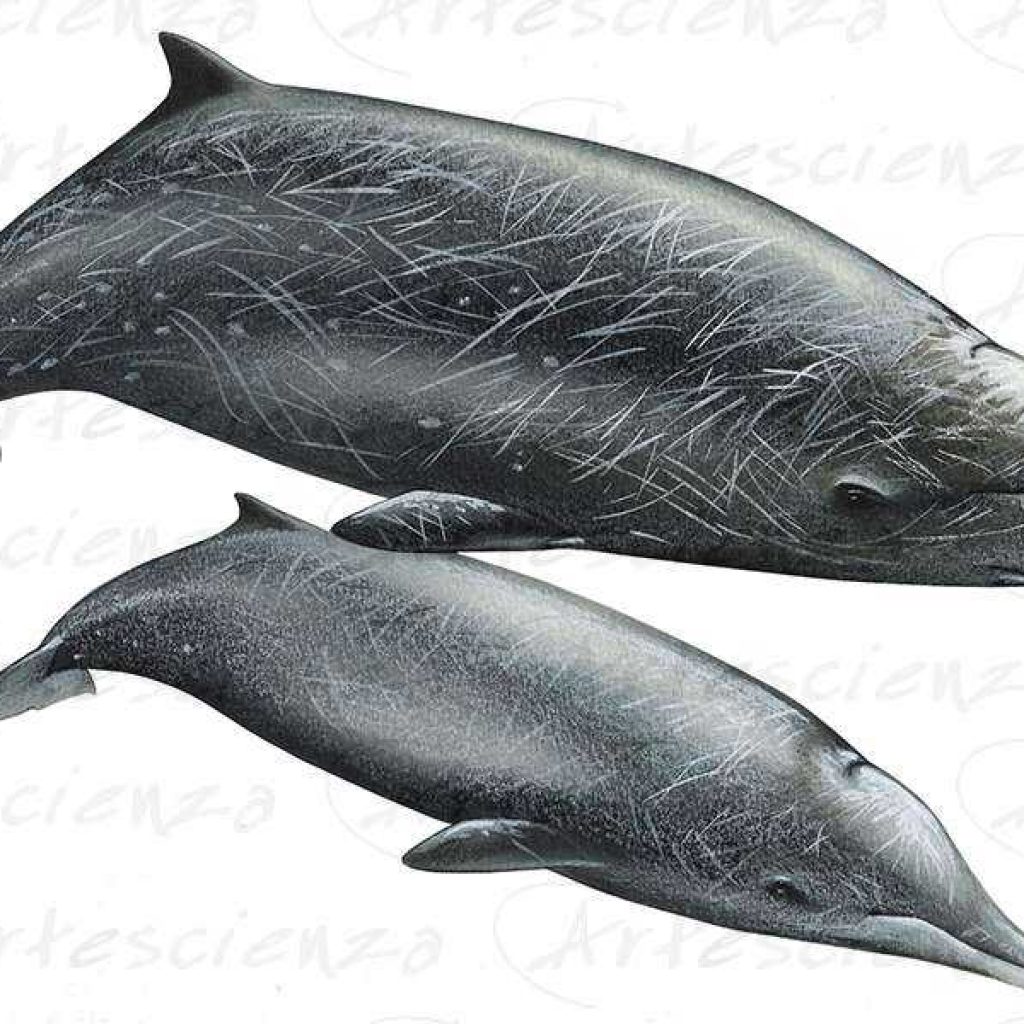 Artescienza: Tavole naturalistiche realizzate sia a scopi scientifici