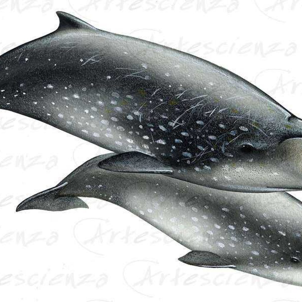 Artescienza: Tavole naturalistiche realizzate sia a scopi scientifici