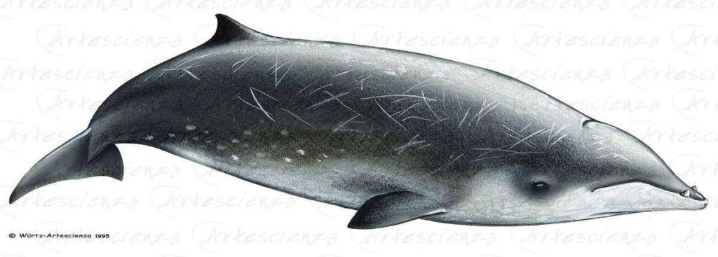 Artescienza: Tavole naturalistiche realizzate sia a scopi scientifici