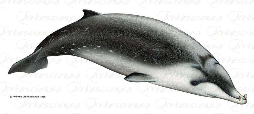 Artescienza: Tavole naturalistiche realizzate sia a scopi scientifici