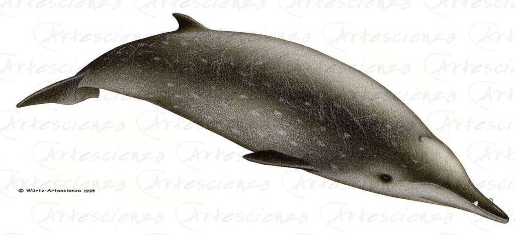 Artescienza: Tavole naturalistiche realizzate sia a scopi scientifici