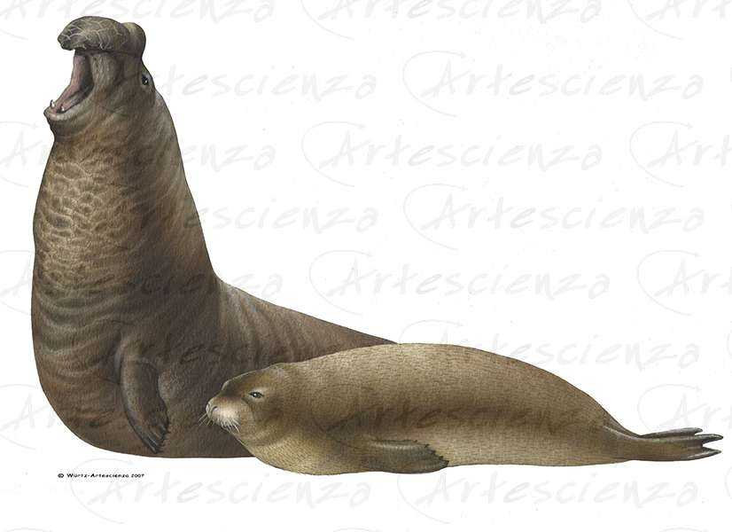 Elefante Marino Del Sud Artescienza