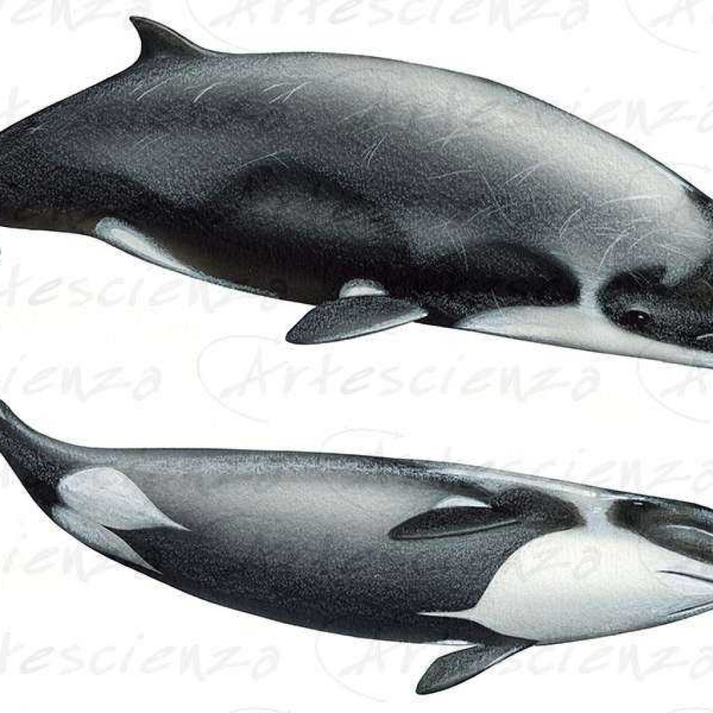 Artescienza: Tavole naturalistiche realizzate sia a scopi scientifici