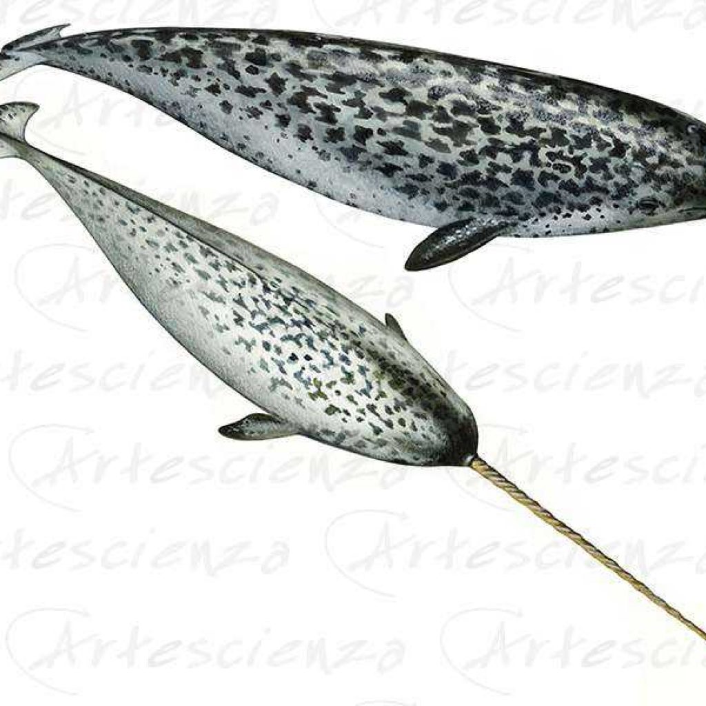 Artescienza: Tavole naturalistiche realizzate sia a scopi scientifici