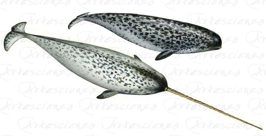 Artescienza: Tavole naturalistiche realizzate sia a scopi scientifici
