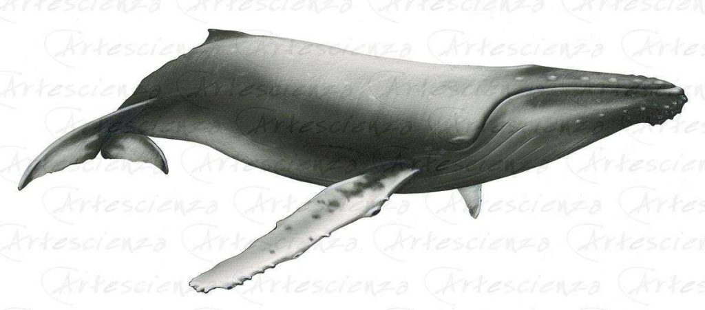 Artescienza: Tavole naturalistiche realizzate sia a scopi scientifici