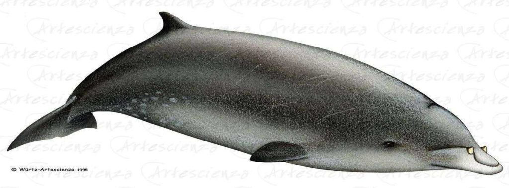 Artescienza: Tavole naturalistiche realizzate sia a scopi scientifici che artistici. Illustrazioni per testi e libri divulgativi