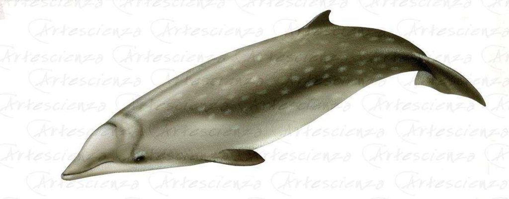 Artescienza: Tavole naturalistiche realizzate sia a scopi scientifici