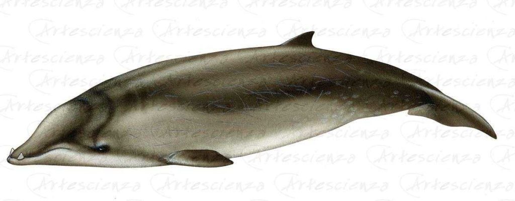 Artescienza: Tavole naturalistiche realizzate sia a scopi scientifici