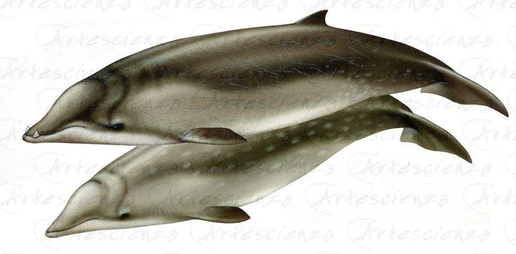 Artescienza: Tavole naturalistiche realizzate sia a scopi scientifici