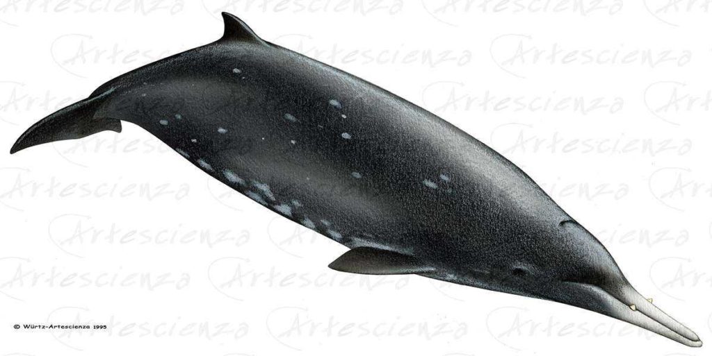 Artescienza: Tavole naturalistiche realizzate sia a scopi scientifici