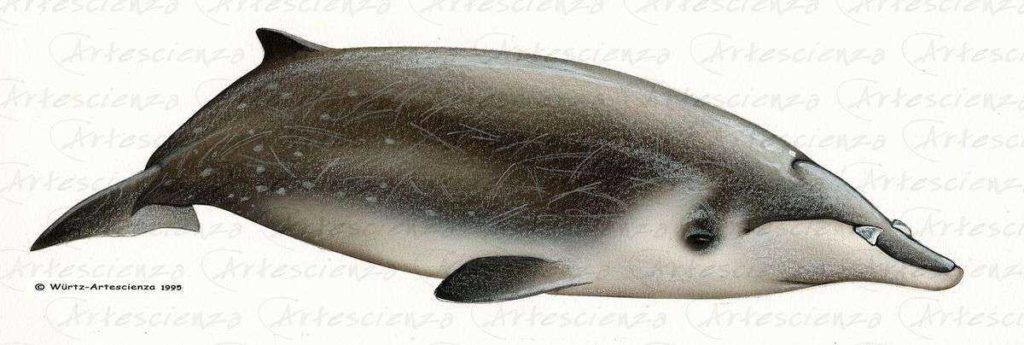 Artescienza: Tavole naturalistiche realizzate sia a scopi scientifici che artistici. Illustrazioni per testi e libri divulgativi