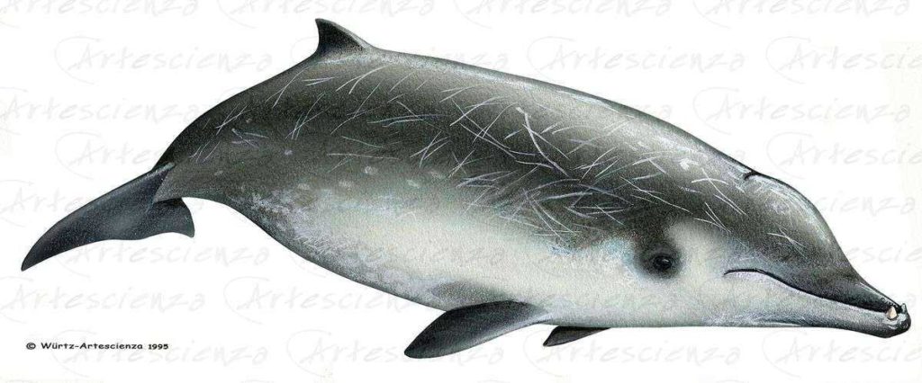 Artescienza: Tavole naturalistiche realizzate sia a scopi scientifici