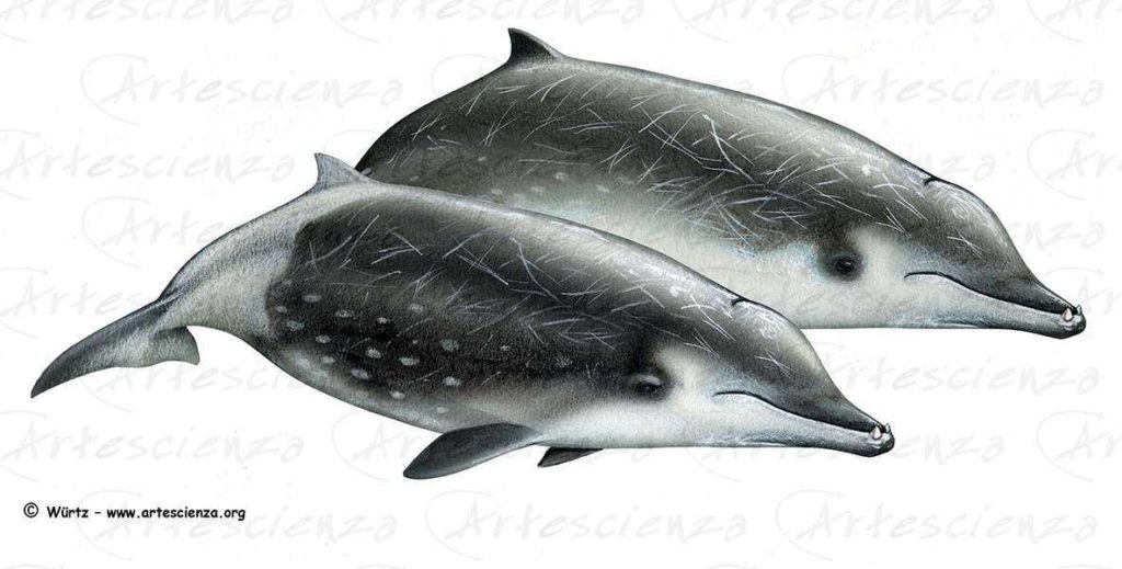 Artescienza: Tavole naturalistiche realizzate sia a scopi scientifici