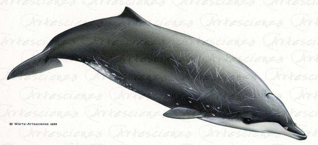Artescienza: Tavole naturalistiche realizzate sia a scopi scientifici che artistici. Illustrazioni per testi e libri divulgativi
