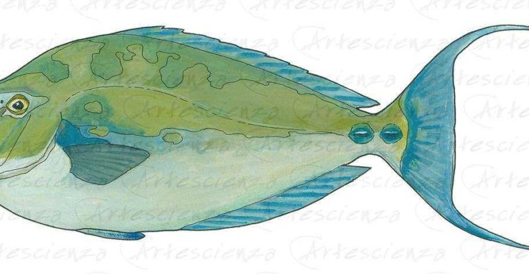 Artescienza: Tavole naturalistiche realizzate sia a scopi scientifici