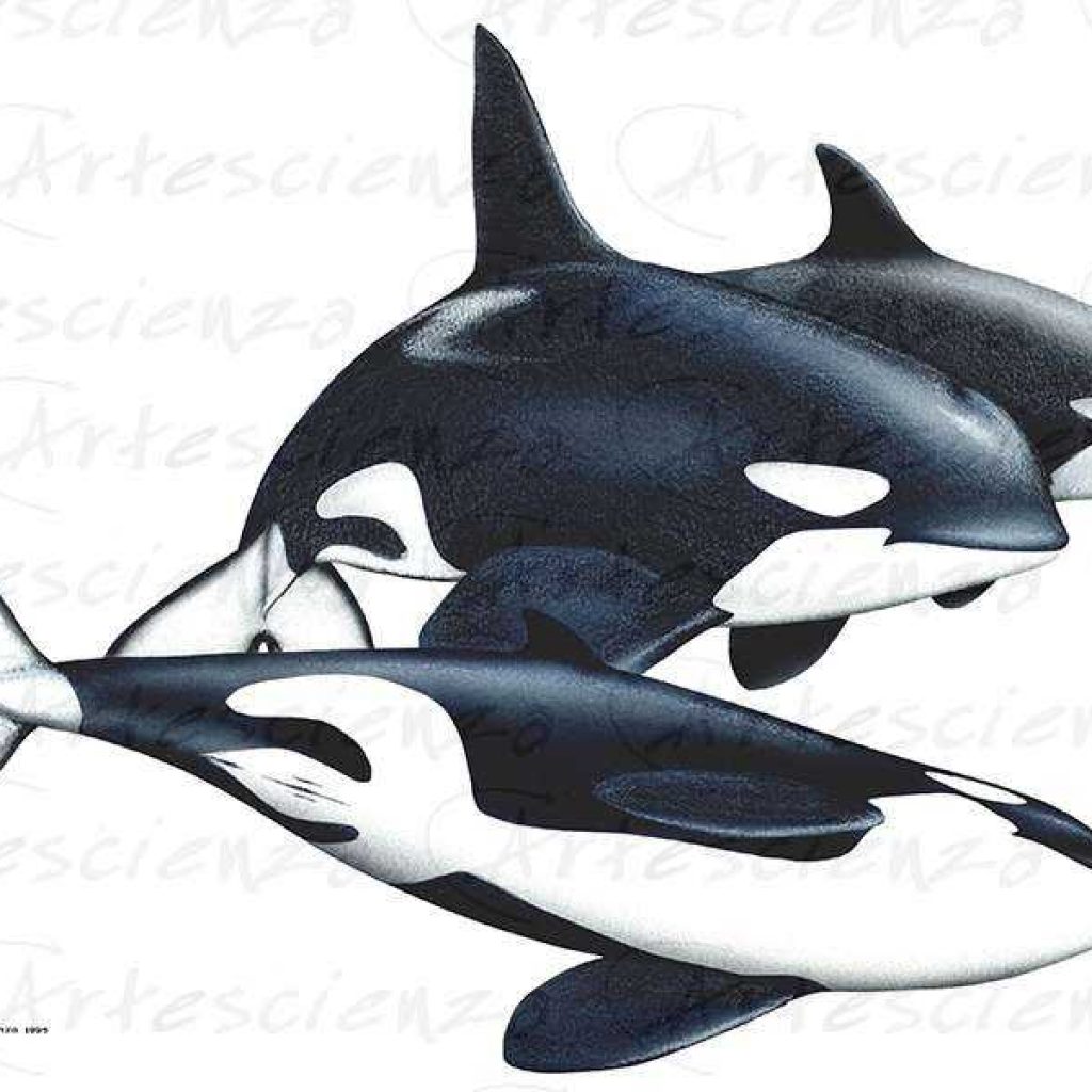 Artescienza: Tavole naturalistiche realizzate sia a scopi scientifici