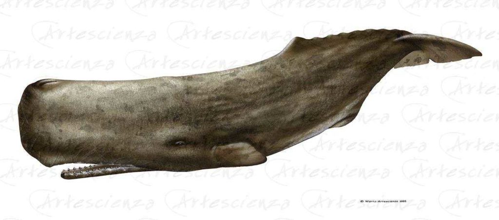 Artescienza: Tavole naturalistiche realizzate sia a scopi scientifici