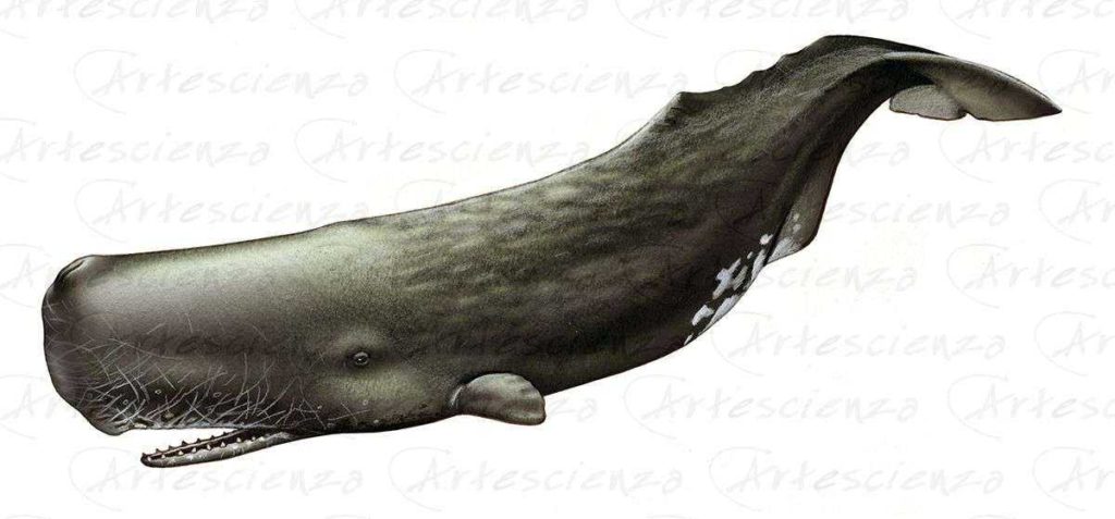 Artescienza: Tavole naturalistiche realizzate sia a scopi scientifici che artistici. Illustrazioni per testi e libri divulgativi