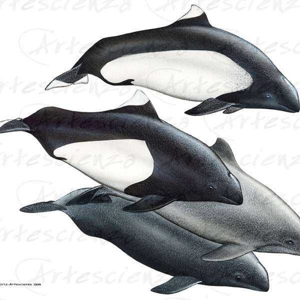 Artescienza: Tavole naturalistiche realizzate sia a scopi scientifici