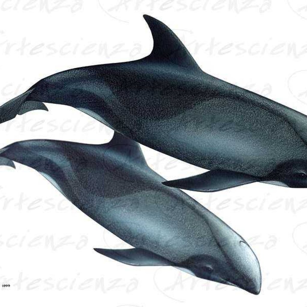 Artescienza: Tavole naturalistiche realizzate sia a scopi scientifici