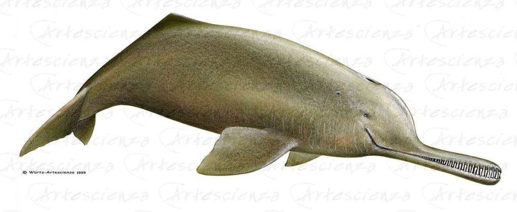 Artescienza: Tavole naturalistiche realizzate sia a scopi scientifici