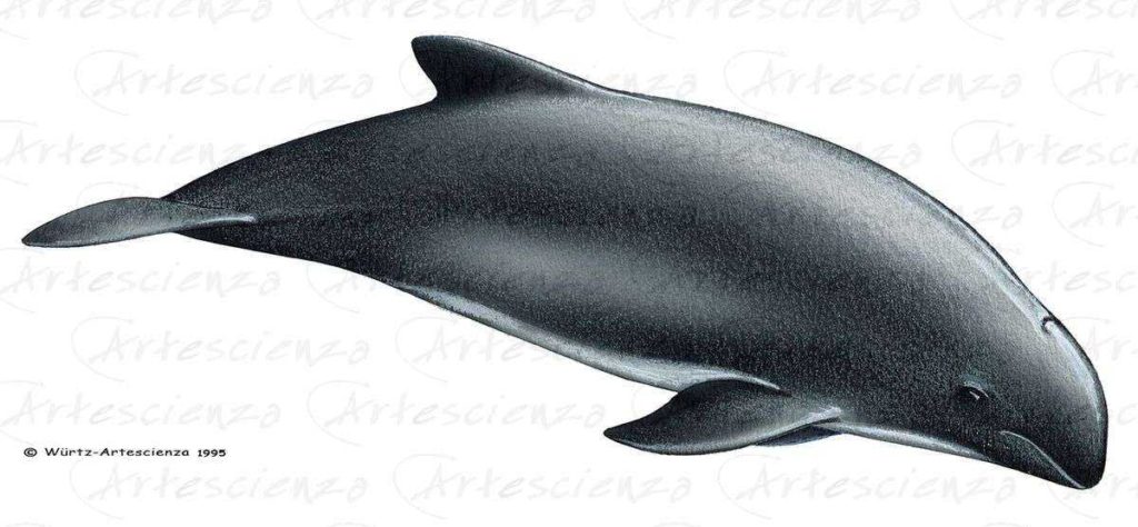 Artescienza: Tavole naturalistiche realizzate sia a scopi scientifici